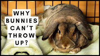 Can Rabbits Vomit? Why Bunnies Can’t Throw up! Information