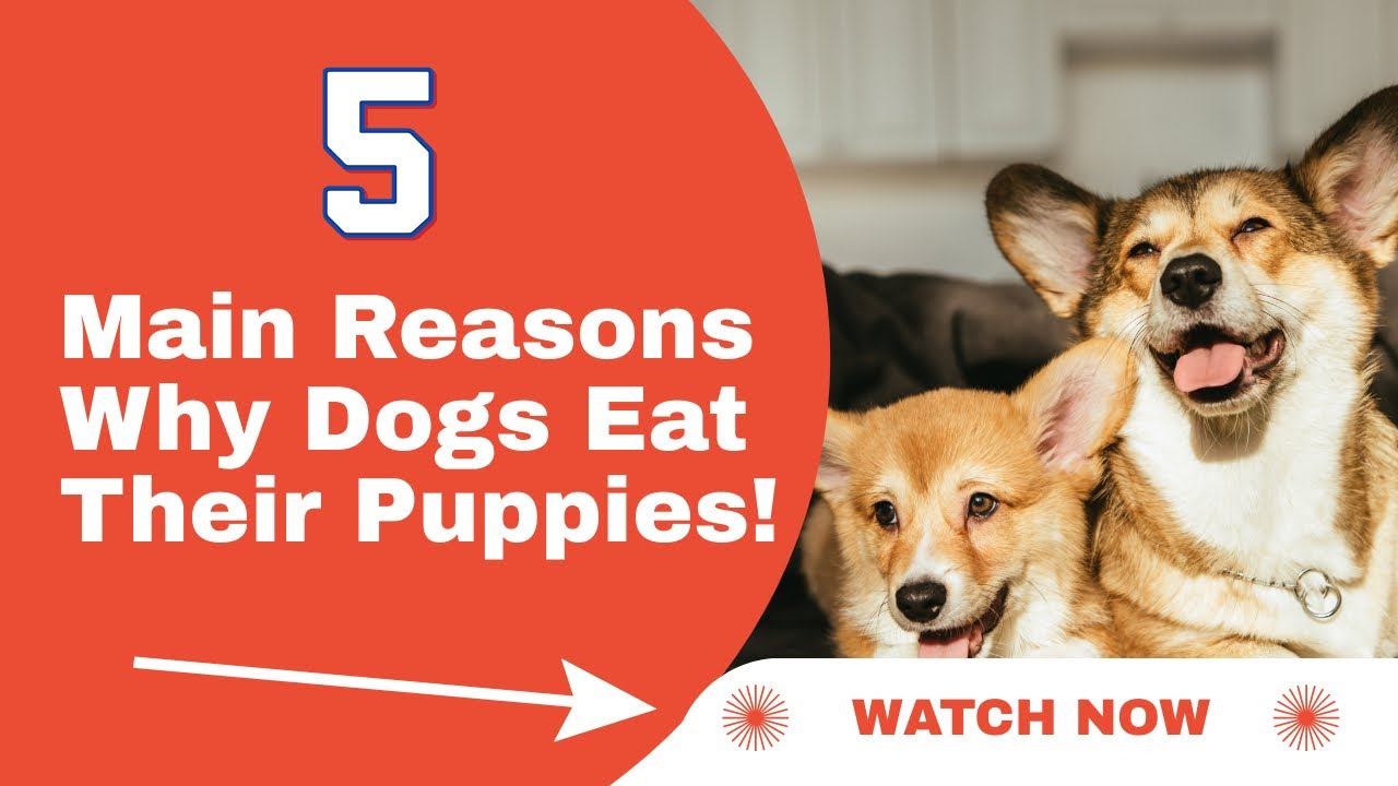 Why Do Dogs Eat Their Puppies 5 Shocking Reasons For Dog Why Do Dogs Eat Their Puppies 5 Shocking Reasons For Dog
