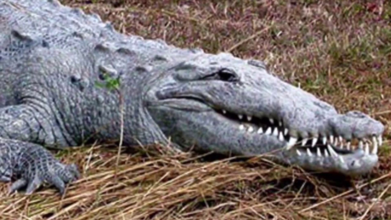 Kayak fishing with a big crocodile Everglades National Park YouTube