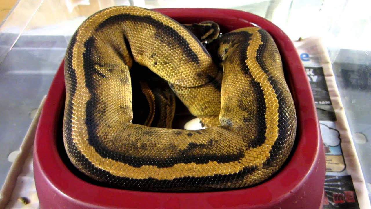 snakes eating dogs Brian Gundy Gives Update On 2010 Female Stripped Pied