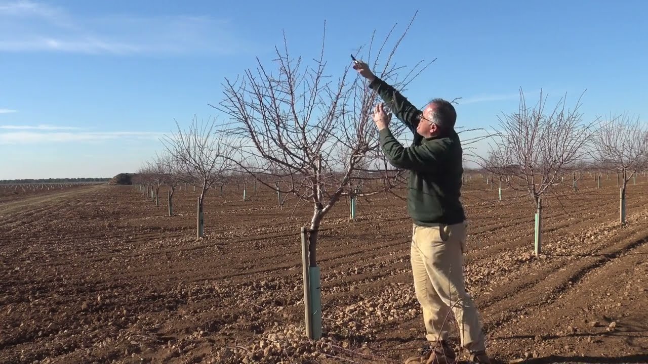 Poda Almendro Makako Secano 2022