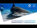 Así protegemos a los tiburones 🦈