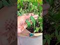 एक ही ग्रो बैग में गेहूं आलू टमाटर और गेंदे के प्लांट#music#love#coversong #trending#garden#song#yt