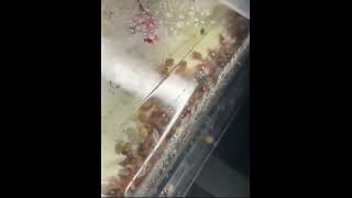 Fly visits the HEB Bakery in Del Rio