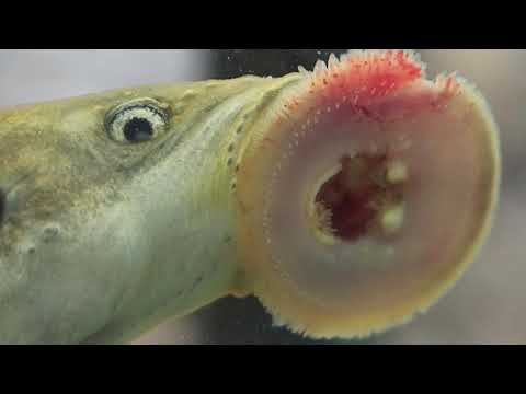 What are lampreys?