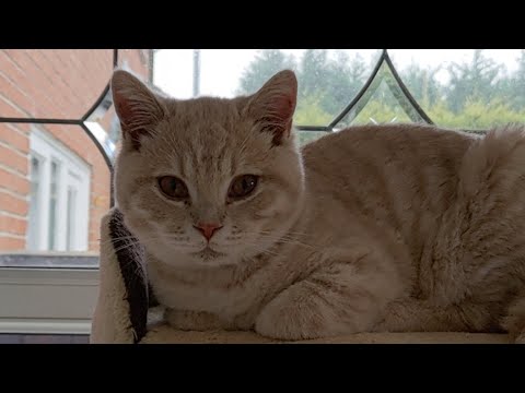 Cats Live Stream - YouTube