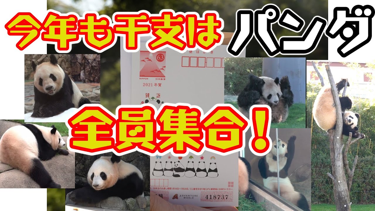 21年元旦 アドベンチャーワールド パンダ 全員集合 年賀状みんなで初癒やし しませんか いいところだけ集めました Giant Panda Happy New Year 21 Youtube
