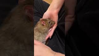 Крыса Сквиш.