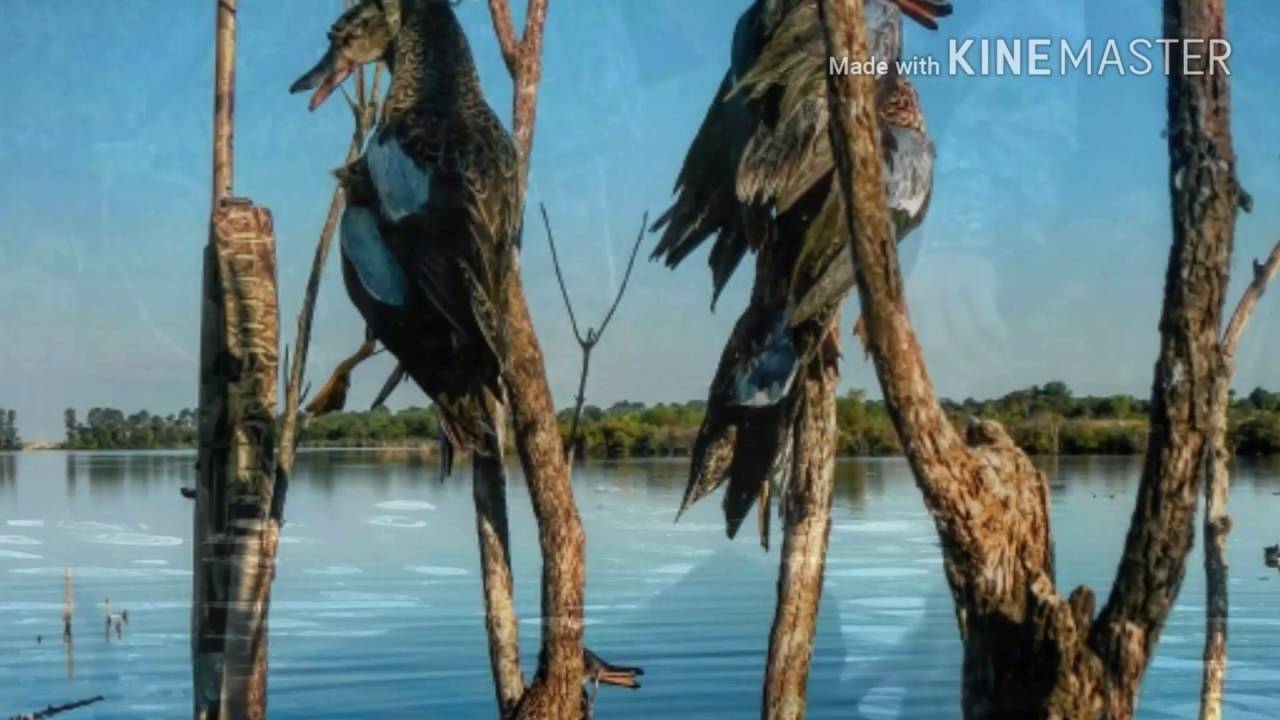 Alabama Early Teal Season 2016 YouTube