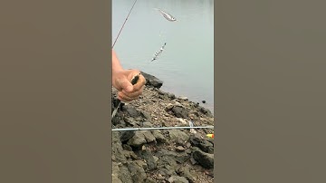 Câu được dây cá mương,có cả mương lớp trưởng to do dùng mồi nắm lò xo và thẻo 15 lưỡi.#shorts