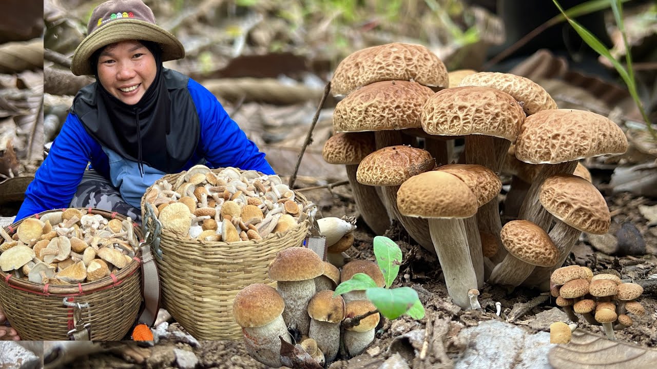 อลังการอีกแล้ว เห็ดผึ้งข้าว เห็ดผึ้งแดงคราม (รอบที่2ของ วันที่31 ส.ค.2566)