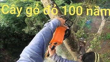 thạch lộc ninh # cái kết cưa ở  bờ vực thẳm.cắt cây gõ Đõ 100 năm. 0911003106 stilh ms 250