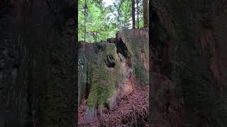 Evidence of Bigfoot in Redwood Forest