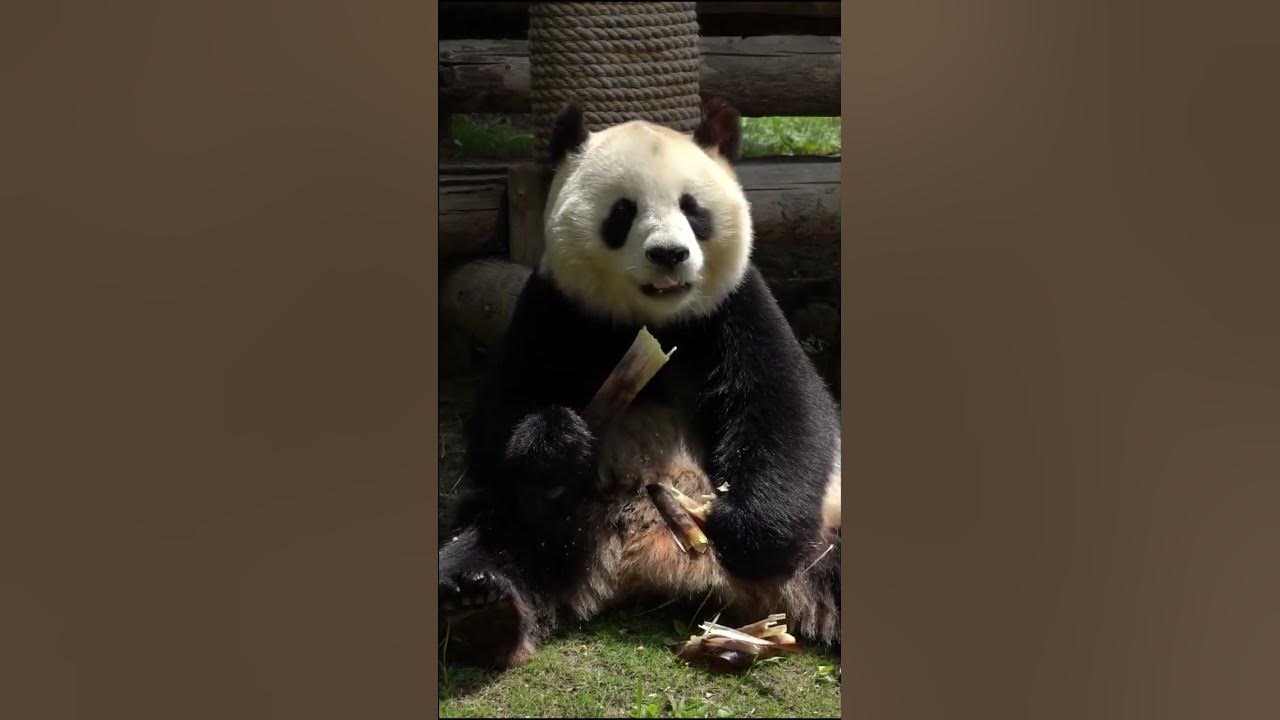 why do giant panda eat bamboo rather then meat #panda #bamboo #yummy