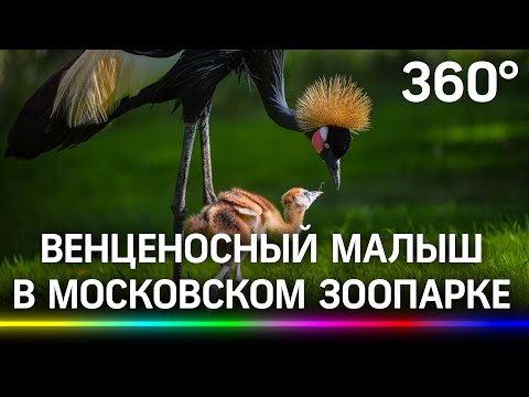 Птенец венценосных журавлей. Топ 3 милоты от Московского зоопарка