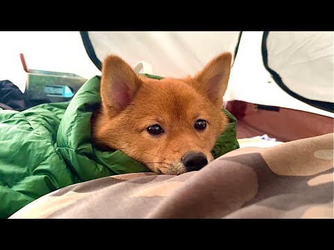 【キャンプ】愛犬と雨の中、初キャンプ　テントでリラックス　夫婦キャンプ　ASMR　字幕