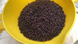 Drying elderberries found along country roads by Perry Rush 125 views 9 months ago 8 minutes, 43 seconds