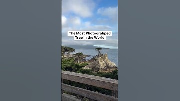Thumbnail of 17 mile drive in Monterey California ✨The Lone Cypress 🌲