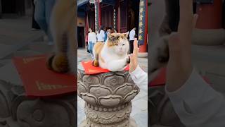 Cute friendly cat 🐱🥰#shorts