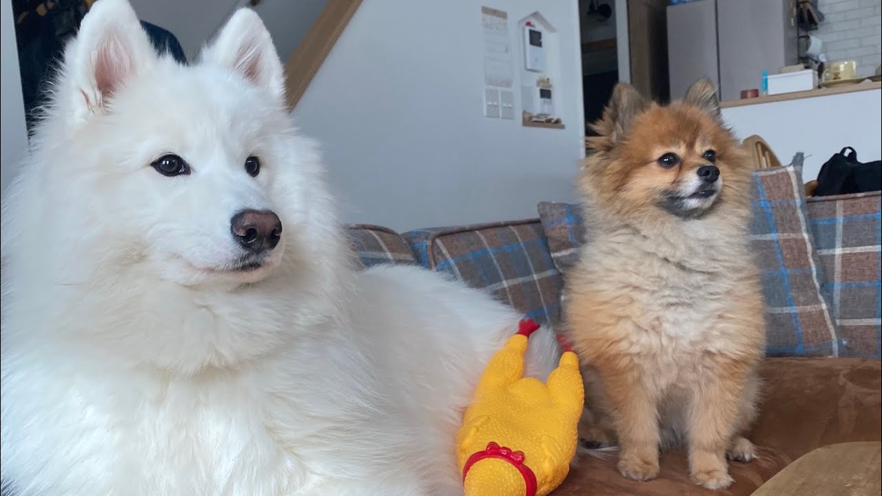 【ポメラニアンとサモエド】珍しいおやつを二匹同時にあげた結果...