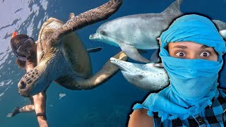 Potápěla jsem se s delfíny 🐬VLOG z Egypta mýma očima