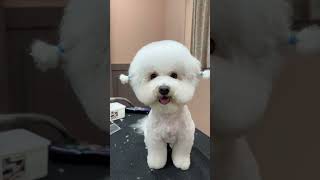 MOST CUTEST BICHON FRISE'S GROOMING  #dogsofyoutube #dogspa #cute #shorts