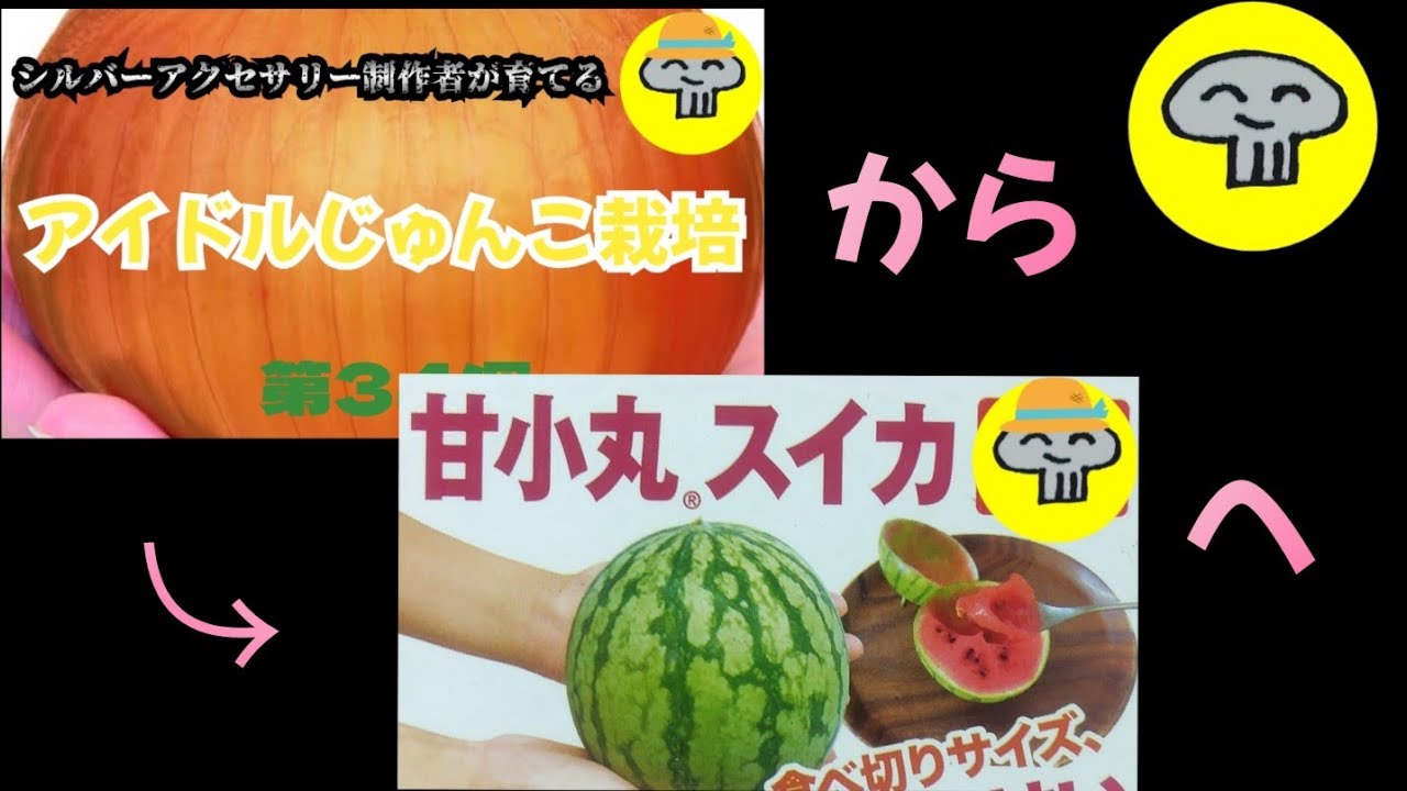 スイカ様 熊本県産 とみおか農園の大玉スイカ「ムーンフラッシュ」約8kg