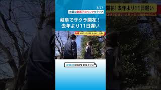 寒い3月ですが…桜前線ついに東海地方に！ 岐阜市でサクラ開花　平年より2日遅く去年より11日遅い開花 #チャント