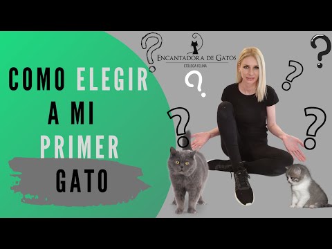 Video: 8 consejos para elegir un gato