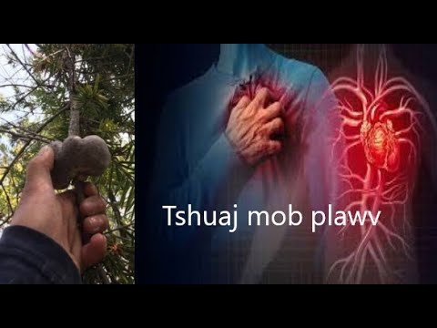 Video: Kev Plawv Plawv (Mob Tsis Muaj Zog) Hauv Kab Caws