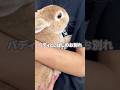 バディとしばしの別れ #animalshorts #うさぎ #rabbit #bunny