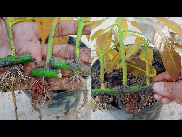 New Experiments-How to grow mango tree from cuttings 2023 class=
