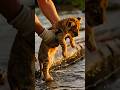 This Lion Cub Was About to Drown Until... #rescue #wildlife #emotional
