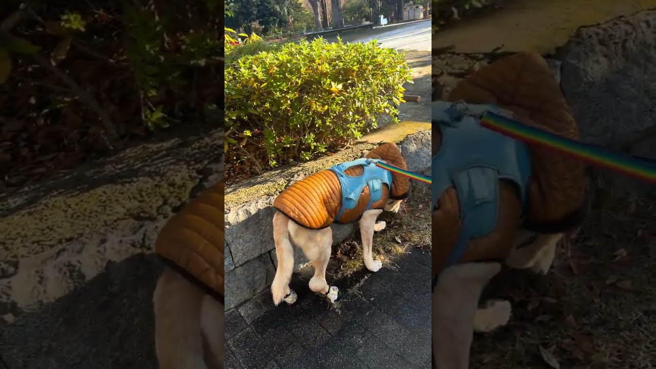 2026.1.3お蔭様で16歳と11ヶ月と10日🔸東京さも雪降ったべさ🔸