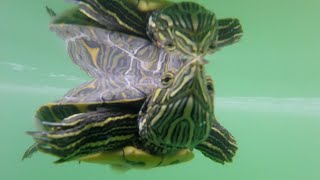 Turtle swimming underwater ASMR