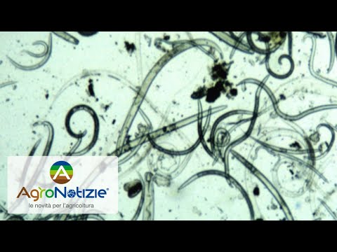 Video: I nematodi sono tutti uguali?