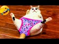 面白い猫の動画クリップ 😂🤣 2025年の猫と犬の楽しい瞬間 🐱🐶