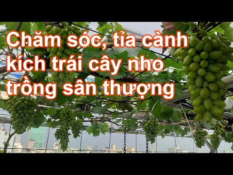 Video: Trồng Cây Nho Trong Sân Của Bạn - Trồng Cây Nho Trong Cảnh Quan