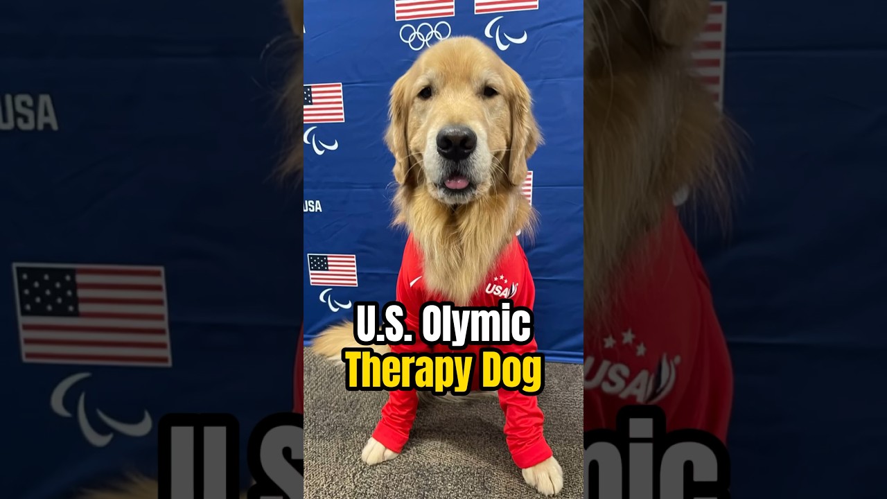 Meet Beacon: The Therapy Dog Who Boosted the U.S. Olympic Gymnastics Team! 