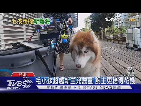 毛小孩真好命! 寵物年商機破2百億台幣 寵物職缺成長37%｜十點不一樣20211119