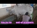 (526) 👍Tag No. 7802 CCBF FARM ki Tharparkar Cow available for sale