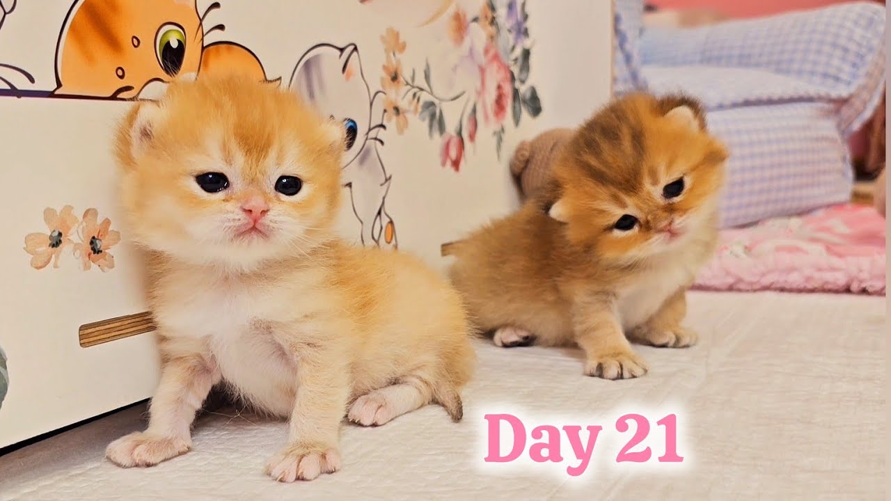 Милые маленькие исследователи 👀 День 21