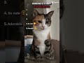 RANKING TOP 5 CAT MOMENTS #funny #cat #cute #fyp #animals