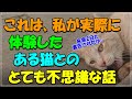 私が実際に体験したある猫とのとても切なく悲しい不思議な話である・・野良猫を保護し飼い猫へそしてまた・・余命2日と宣告された猫の行方は・・猫の不思議な話