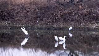 Breath Taking Beautiful Birds On Planet