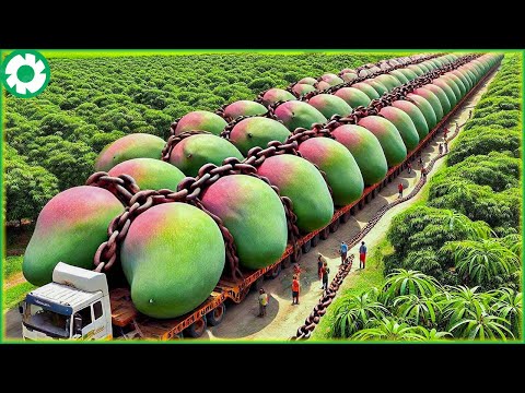 How Giant Agricultural Machines Harvest Tons of Fruits and Vegetables | Heavy Machinery Machines