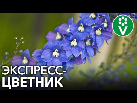 ЭТИ КРАСИВЫЕ МНОГОЛЕТНИКИ