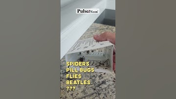 Check out the spider we caught: BUG TRAP 1 MONTH UPDATE #spider #bug