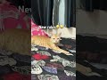 new rules😂😂#petlover #funnyshorts #trendingshorts #youtubesearch #youtubefeed