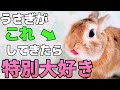 うさぎが好きな人にしか見せない特別な仕草とは